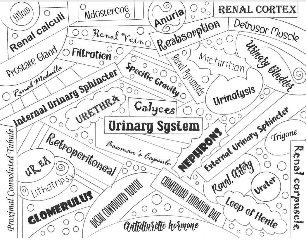 Urinary system word collage vocabulary coloring biology anatomy made by teachers
