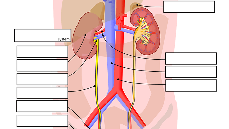 Bladder the biology corner