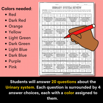 Urinary system color