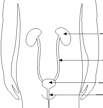 Label urinary system diagram