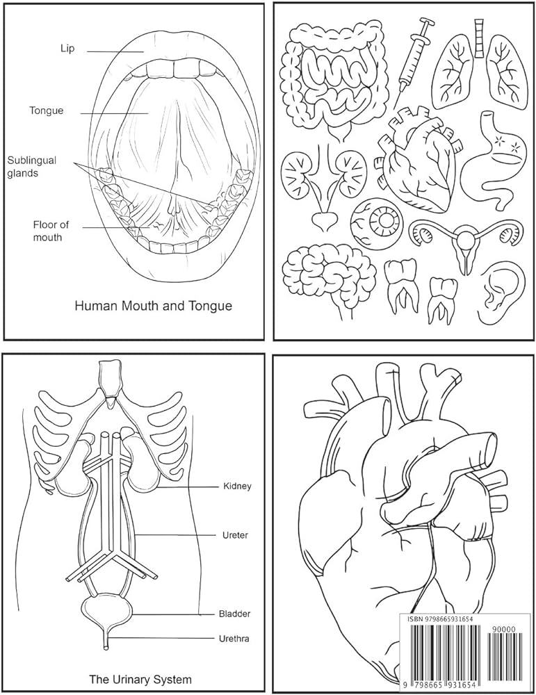 Anatomy adult coloring book human body organs coloring book for adults volume book house the universal books