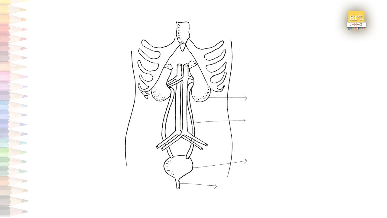 Urinary system worksheet human anatomy drawings how to draw urinary system diagram step by step