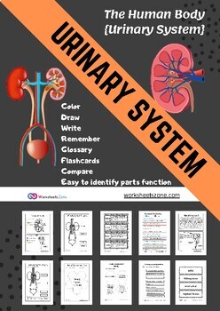 Urinary system label draw color anatomy worksheet flashcards notebook