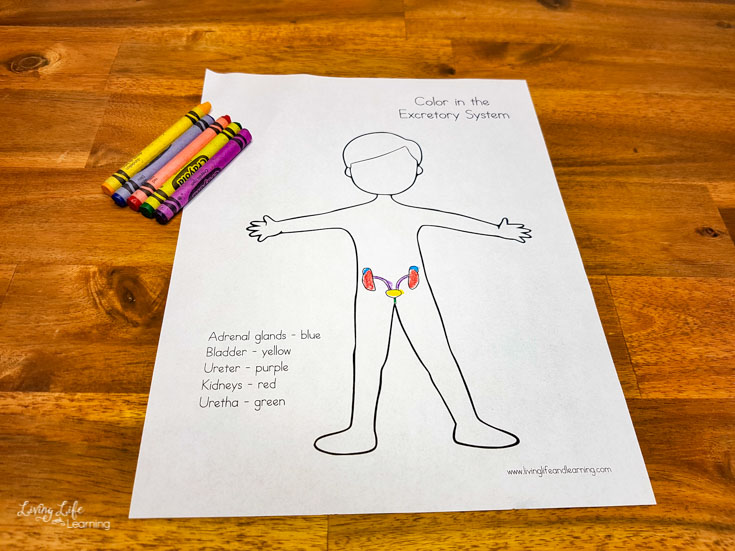 Excretory system worksheets for elementary students