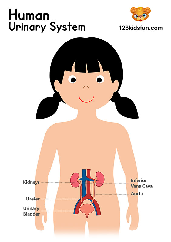 Human body systems for kids free printables