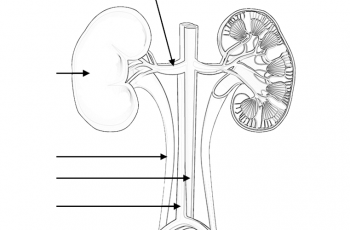 Urine the biology corner