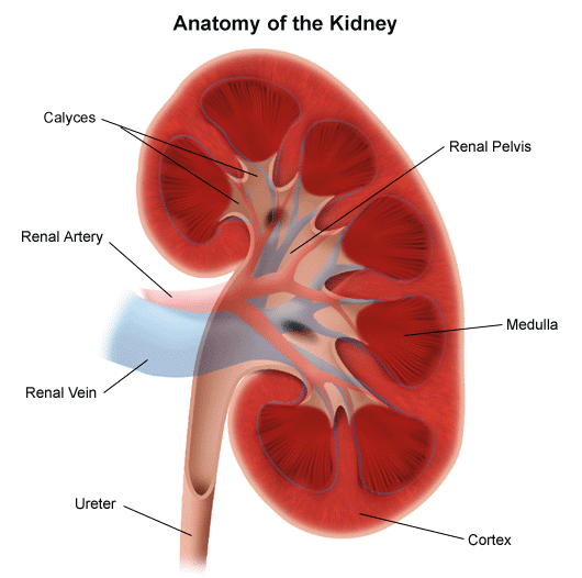 Excretory system worksheets grade free download
