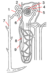 Urinary nephron anatomy