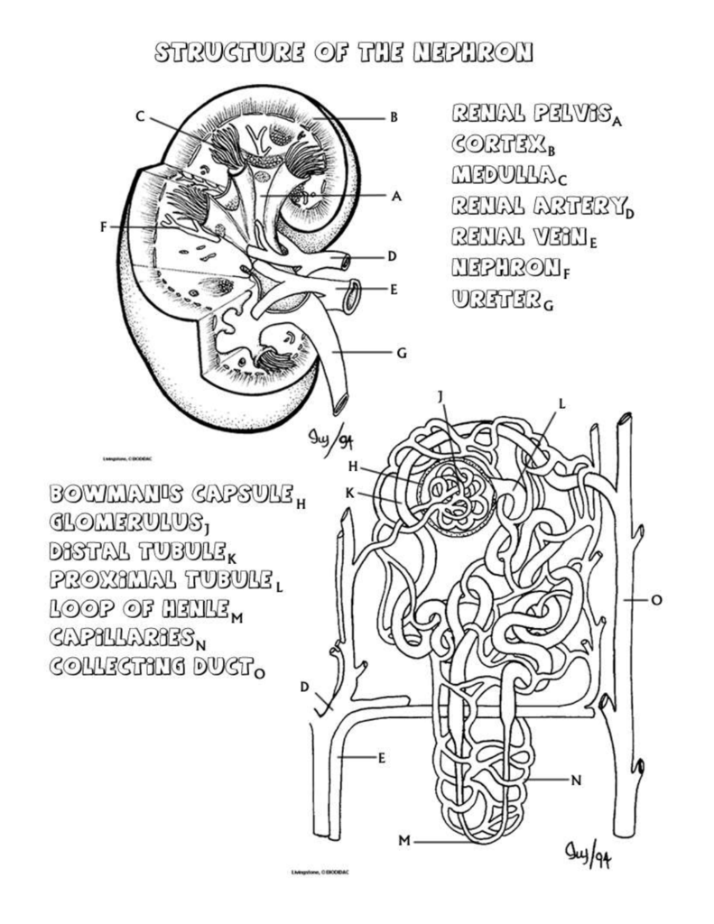 Kidney coloring page and questions