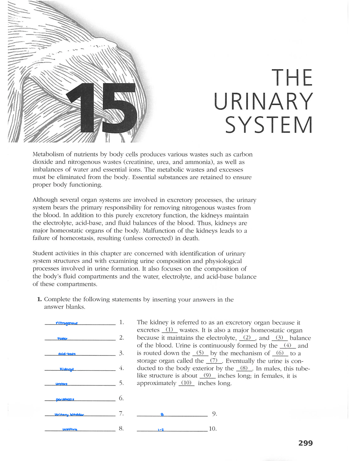 Ap coloring workbook the urinary system