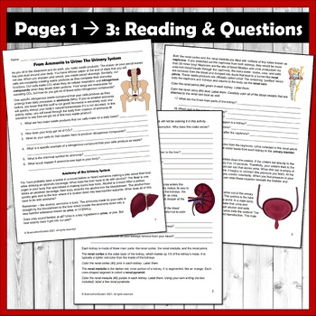 Urinary system anatomy activity and coloring packet by science from scratch