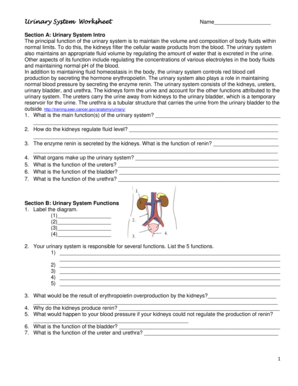 Urinary system worksheet answer key