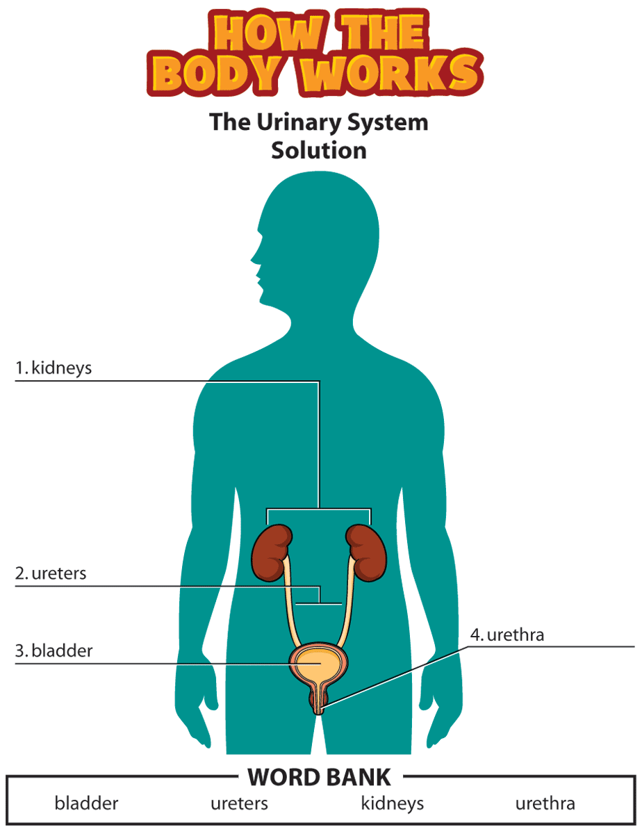 Kidshealth answers urinary system akron childrens