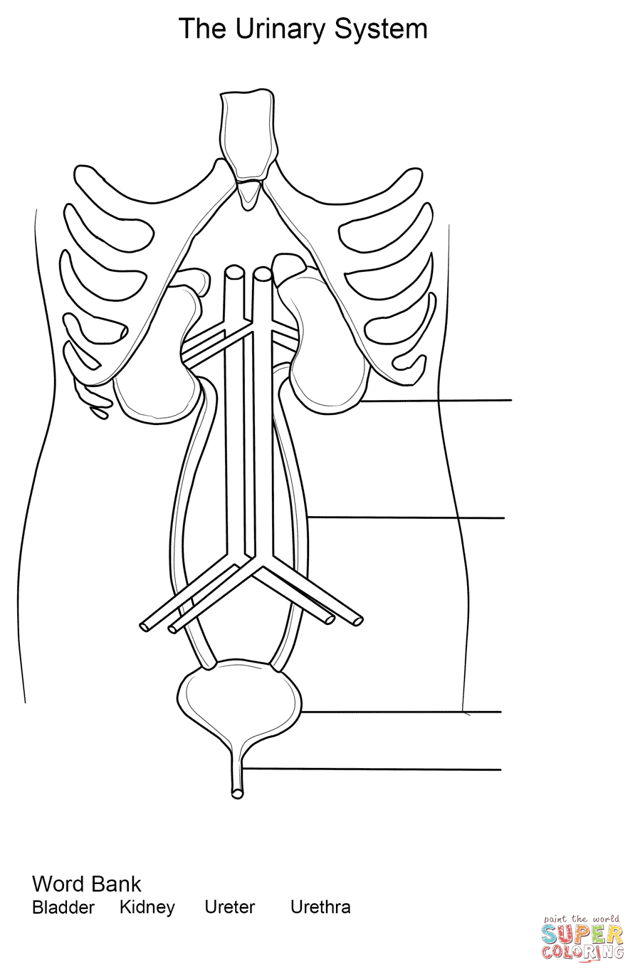 Urinary system worksheet coloring page from anatomy category select from printable crafts of câ excretory system human body activities human body systems