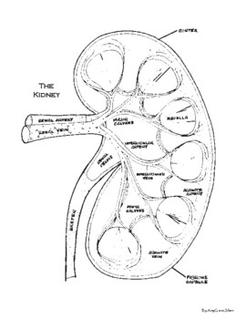 Kidney coloring tpt