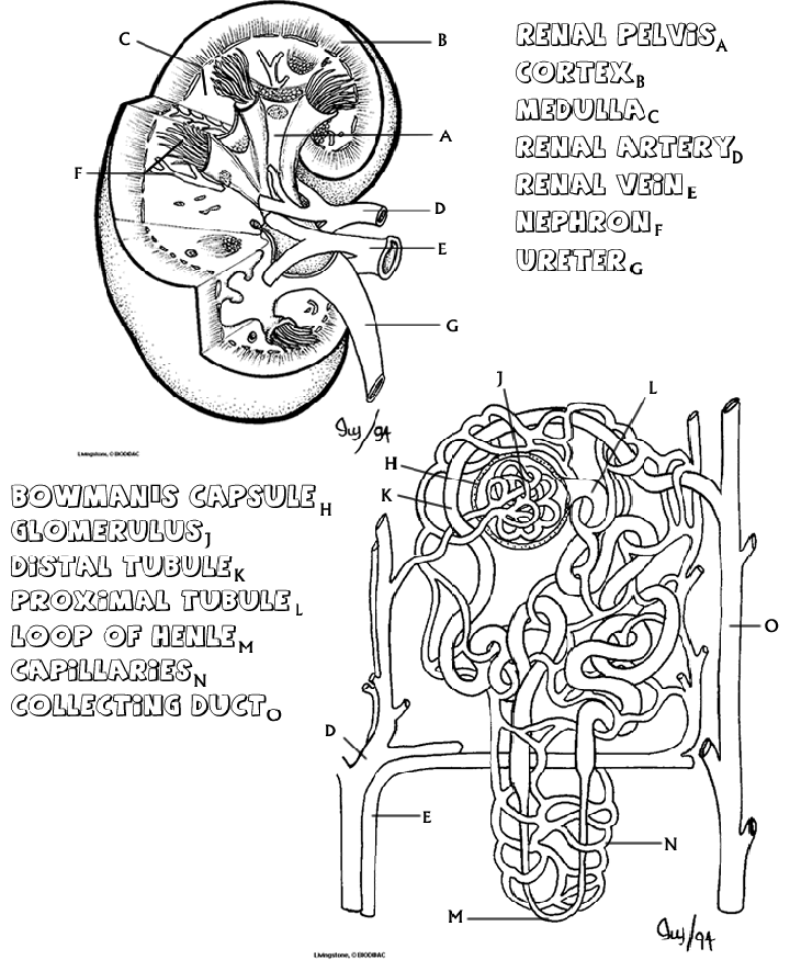 Kidney coloring