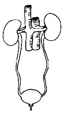 The anatomy and physiology of animalsexcretory system worksheet