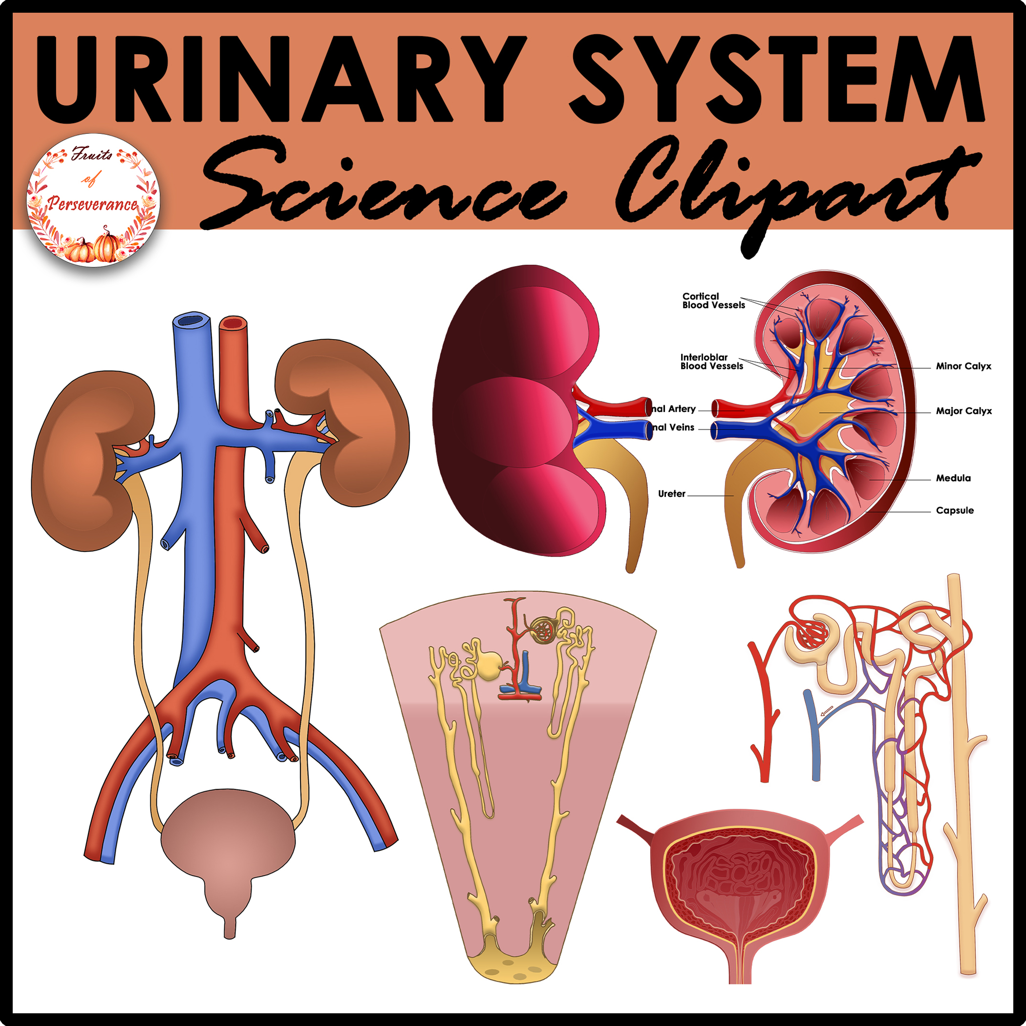 Urinary system anatomy clipart excretory organs clip art made by teachers