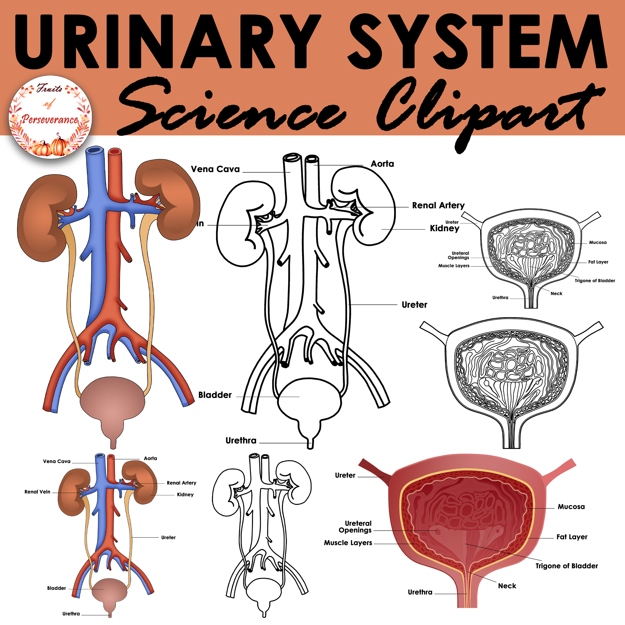 Urinary system anatomy clipart excretory organs clip art made by teachers