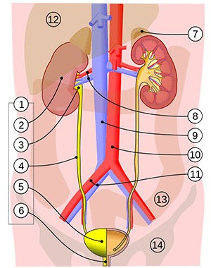 Free urinary system label with versions