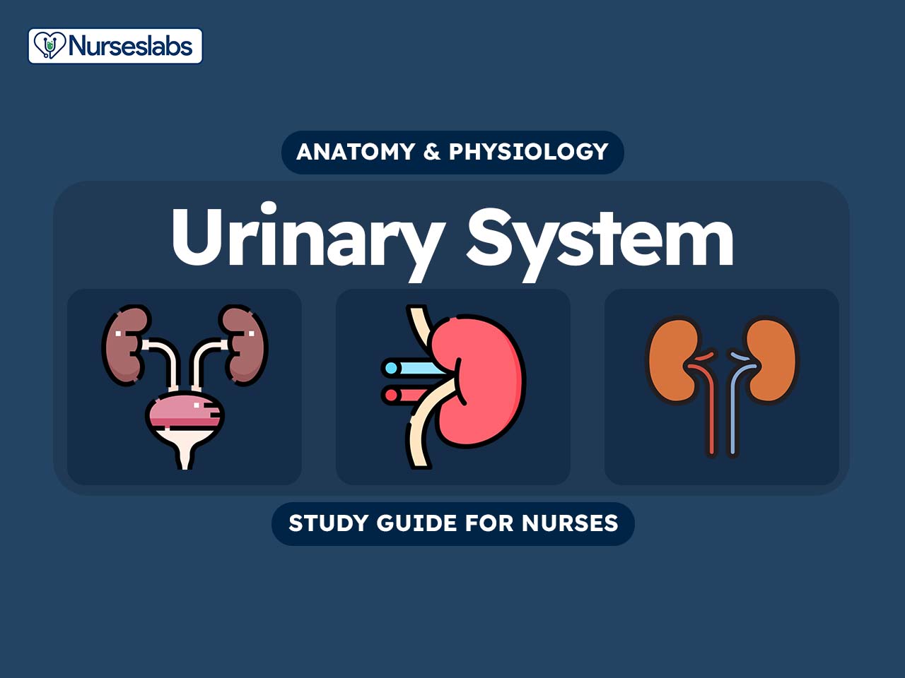 Urinary system anatomy and physiology study guide for nurses