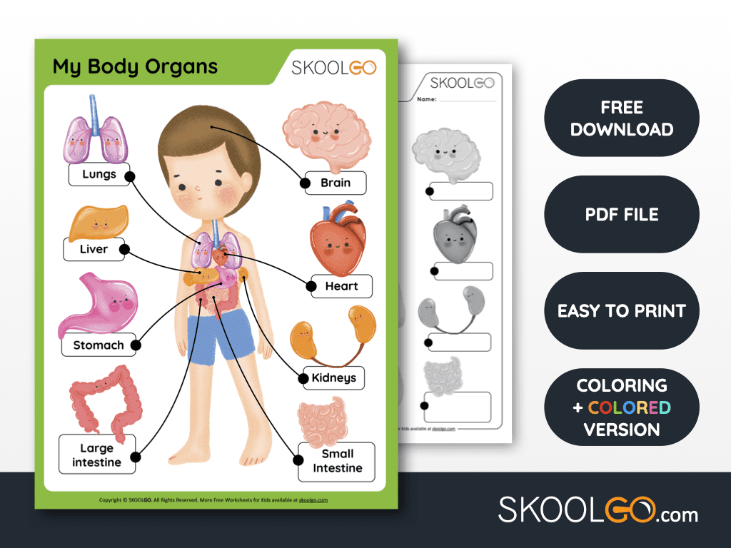 My body organs