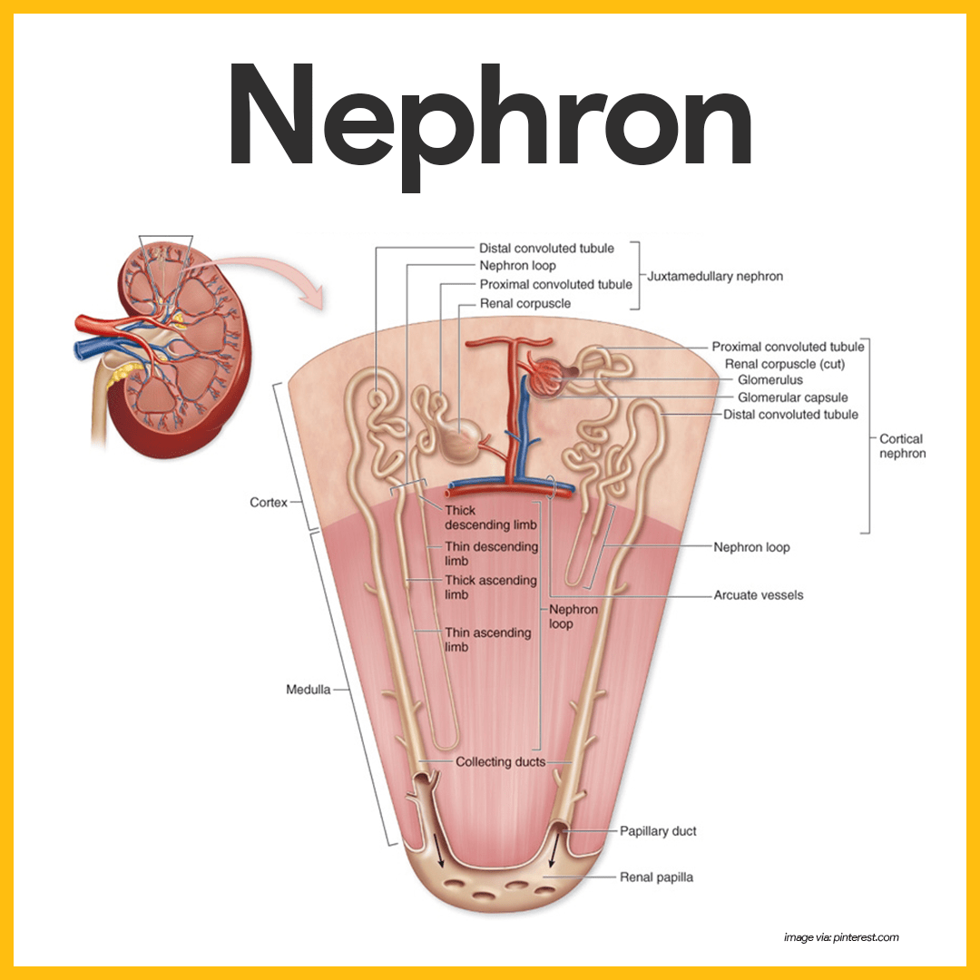 Urinary system anatomy and physiology study guide for nurses