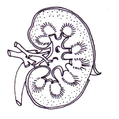 The anatomy and physiology of animalsexcretory system worksheet