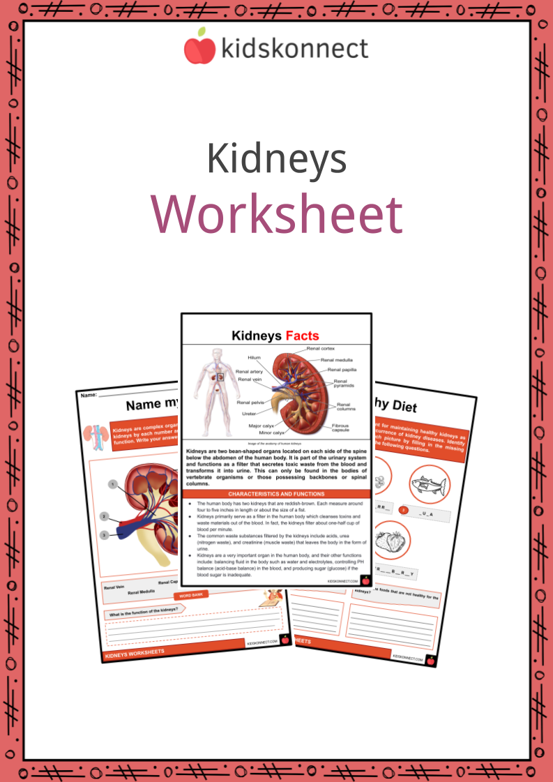 Kidneys worksheets facts anatomy functions diseases