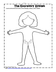 Human body printables worksheets