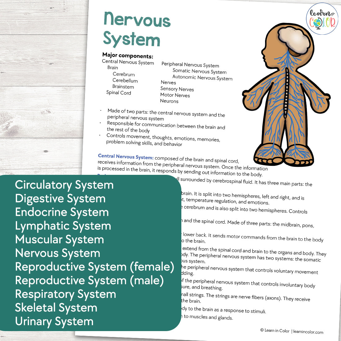 Human body systems cheat sheets â learn in color