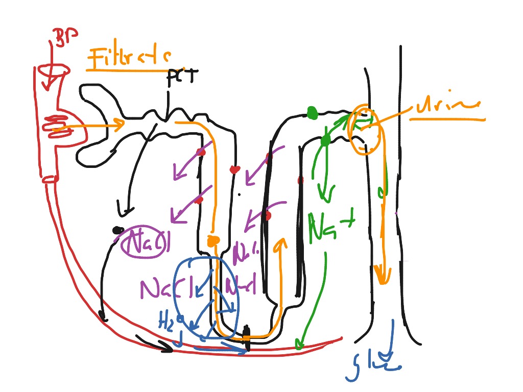 Urinary physiology science biology anatomy physiology urinary system