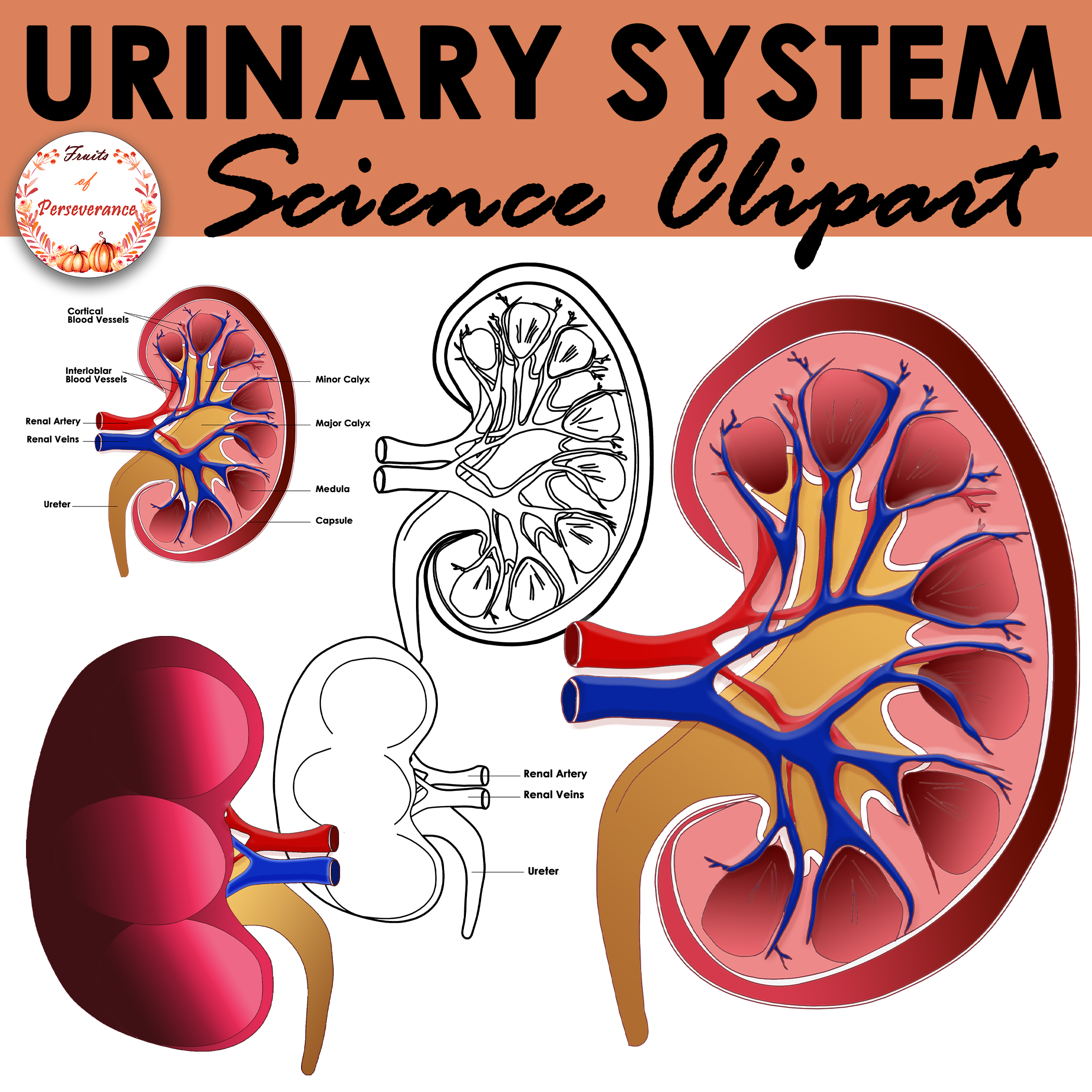 Urinary system anatomy clipart excretory organs clip art made by teachers