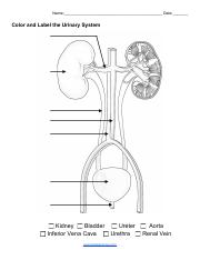 Color and label the urinary systempdf