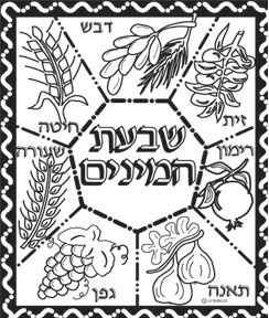 Transparencies dozen pack âxâ shivas haminim â scribbles crafts â brooklyns premier crafting resource