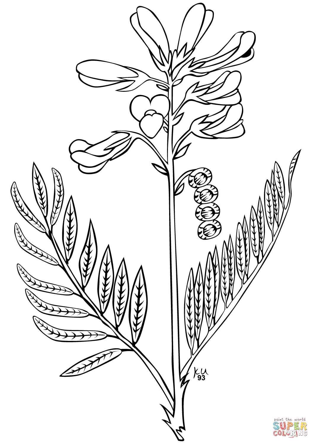 Utah sweetvetch coloring page free printable coloring pages