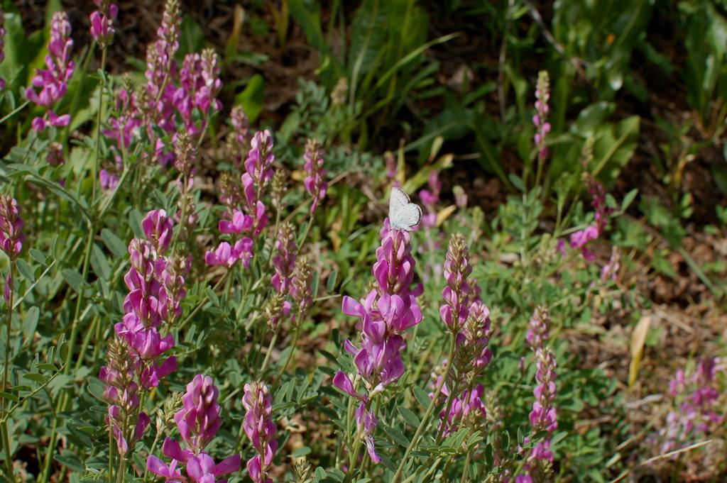 Utah sweetvetch ecorestore utah portal