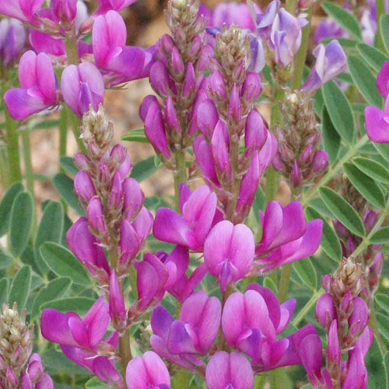 Hedysarum boreale utah sweetvetch wildflower seeds