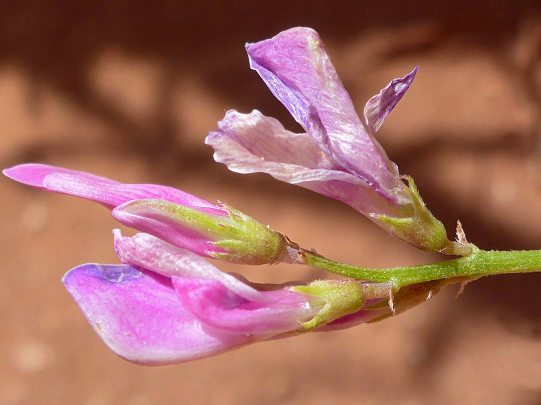 Western usa wildflowers utah sweetvetch hedysarum boreale