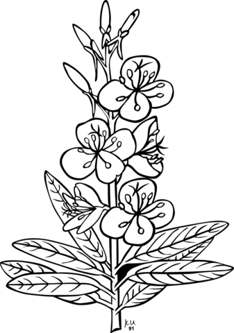 Fireweed or rosebay willowherb coloring page free printable coloring pages