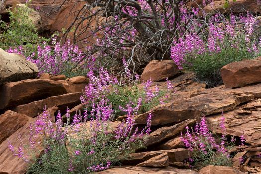 Capitol reef np utah usa northern sweetvetch in bloom photographic print