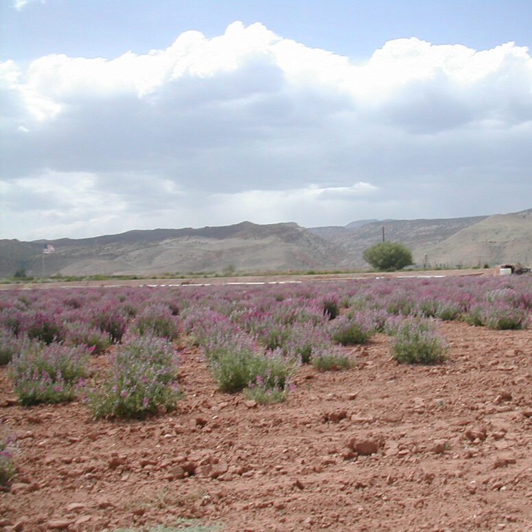 Utah sweetvetch northern sweetvetch