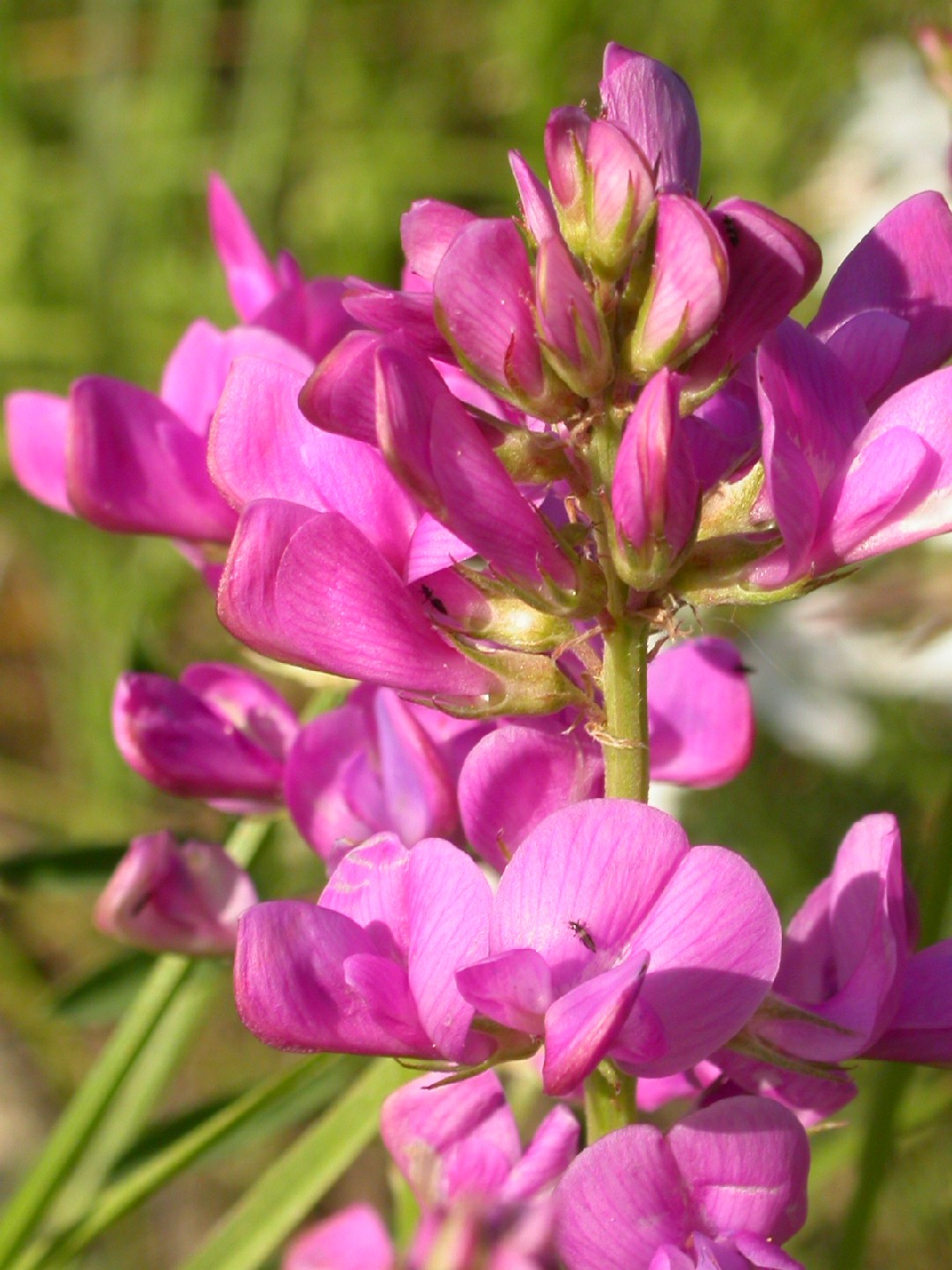 Sweetvetches hedysarum flower leaf care uses