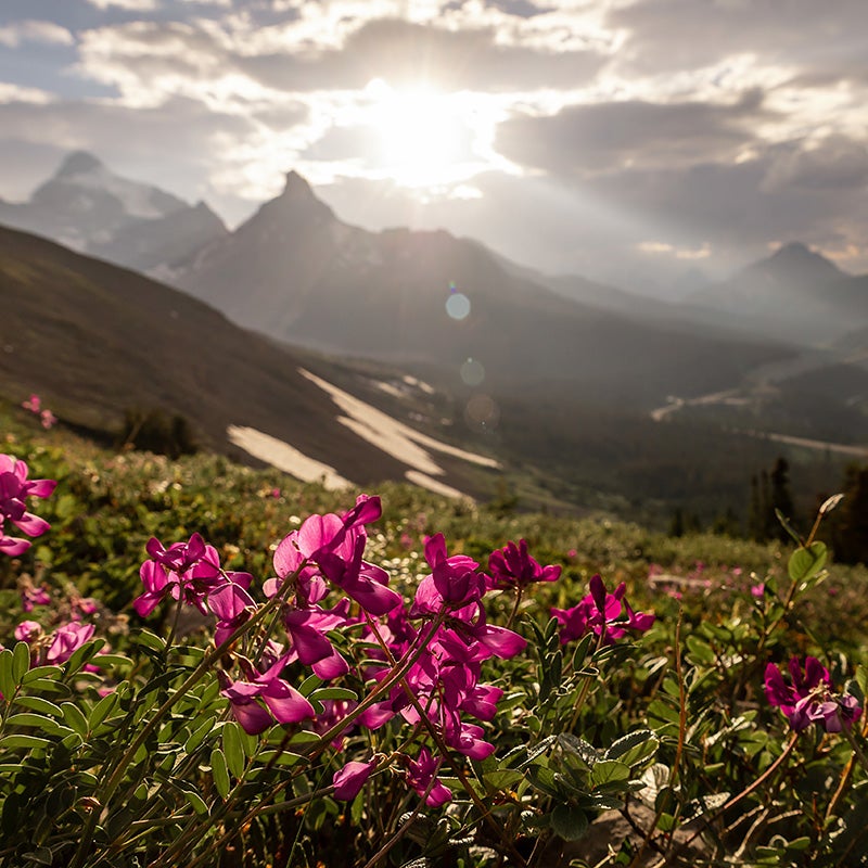 Rare intermountain native wildflower seed mix high country gardens