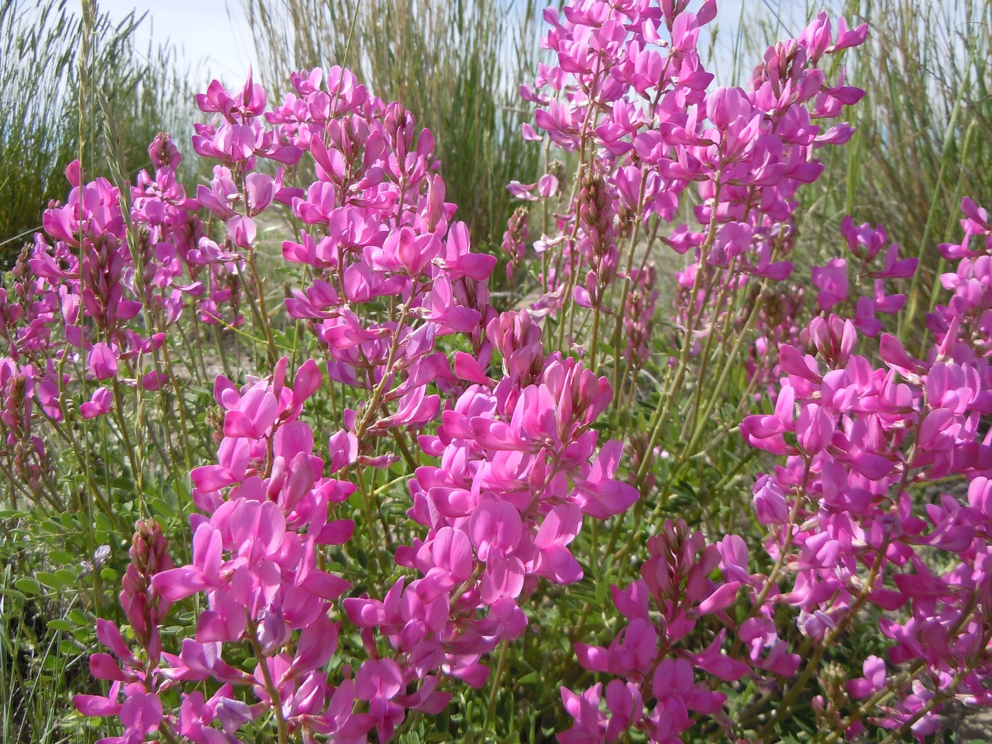 Sweetvetches hedysarum flower leaf care uses