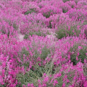 Utah sweetvetch seeds hedysarum boreale cold and drought hardy nitrogen fixer sweet licorice roots northern sweetvetch seeds