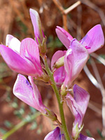 Western usa wildflowers utah sweetvetch hedysarum boreale