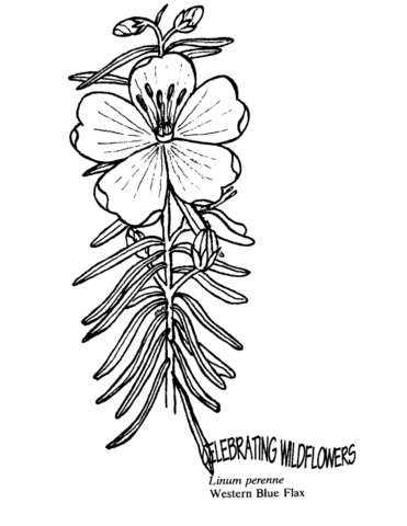 Western blue flax coloring page free printable coloring pages