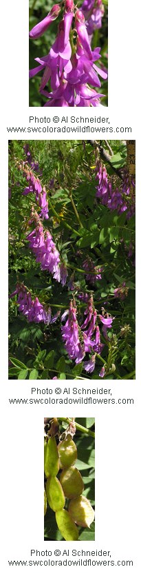 Northern sweetvetch