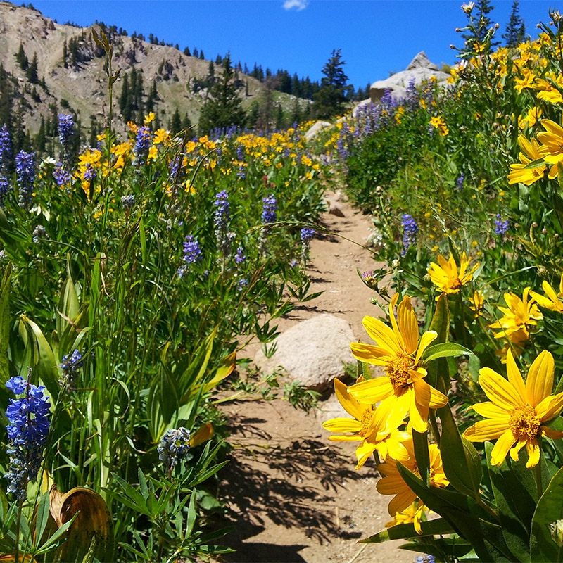 Rare intermountain native wildflower seed mix high country gardens
